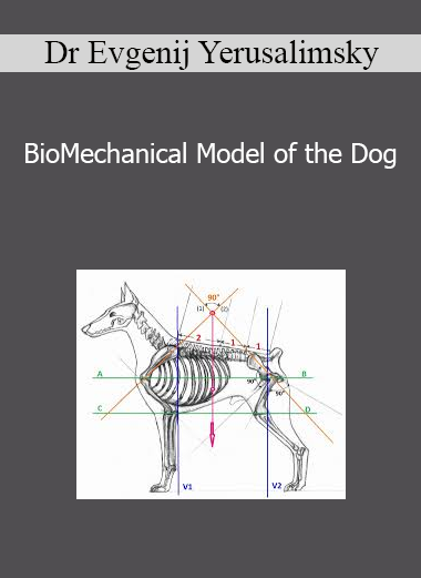 Dr Evgenij Yerusalimsky - BioMechanical Model of the Dog